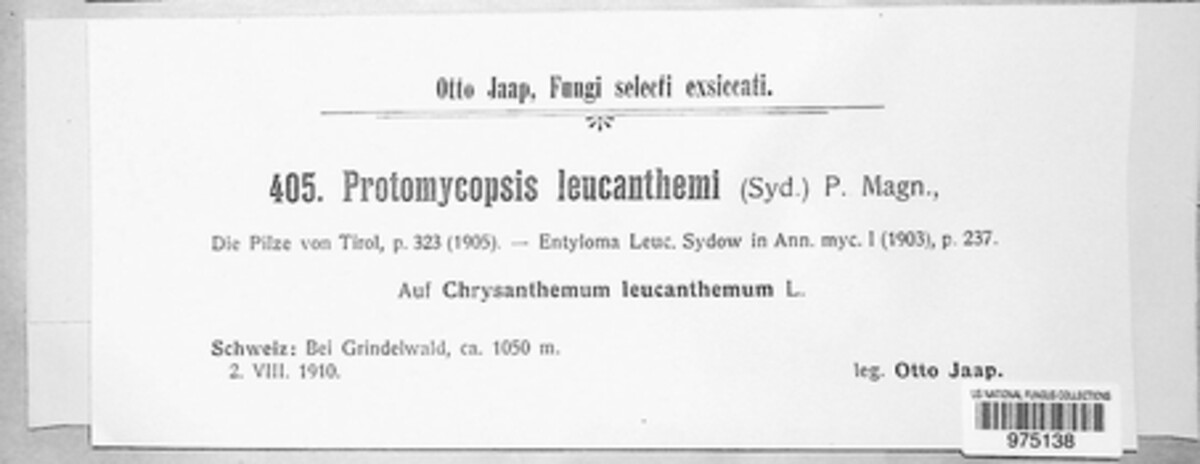 Protomycopsis leucanthemi image